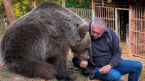 Người đàn ông Bosnia giải cứu gấu con bị bỏ rơi, giờ đây họ không thể tách rời
