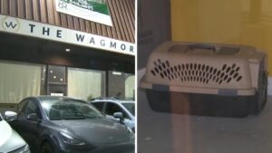 Vụ kiện cáo công ty cứu trợ động vật ở Los Angeles dàn dựng “rửa chó con”
