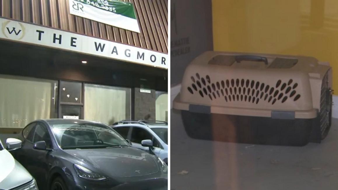 Vụ kiện cáo công ty cứu trợ động vật ở Los Angeles dàn dựng &#8220;rửa chó con&#8221;