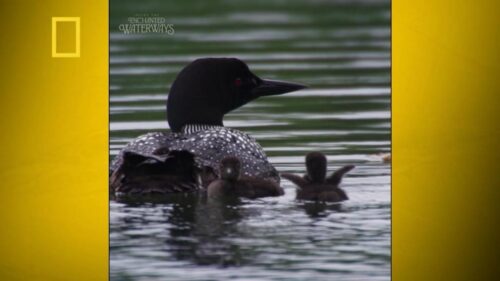 Trump và các cuộc biểu tình cuối tuần