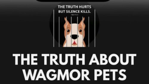 Wagmor Pets bị cáo buộc mua bán chó trái phép