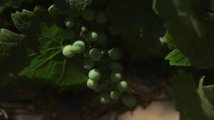 Thung lũng Livermore được vinh danh là Vùng Rượu vang của Năm