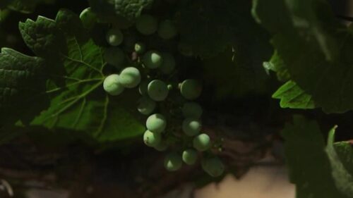 Thung lũng Livermore được vinh danh là Vùng Rượu vang của Năm