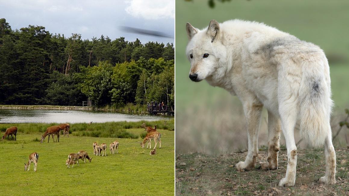 Sói Bắc Cực tấn công bé gái tại sự kiện đặc biệt ở vườn thú Đức