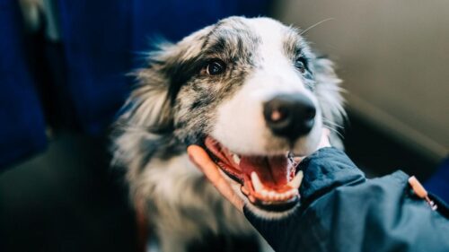 Chương trình nhận nuôi thú cưng giá ưu đãi tại Brandywine Valley SPCA