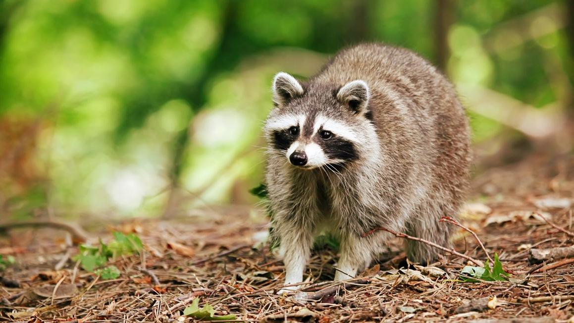 Raccoon thứ hai nhiễm bệnh dại được tìm thấy ở Westlake Village