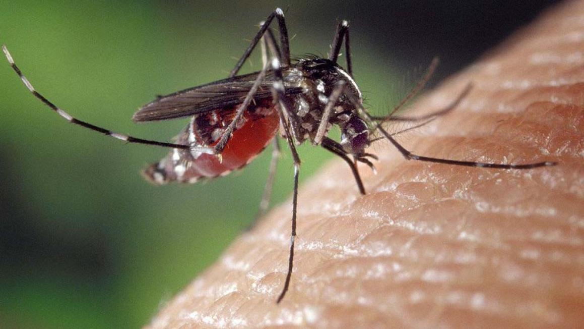 2 Ca nhiễm virus West Nile được xác nhận tại Pasadena