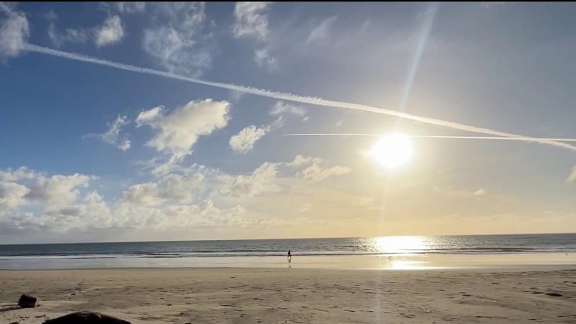 Half Moon Bay: Số lượng hải cẩu và chim biển chết tăng đột biến