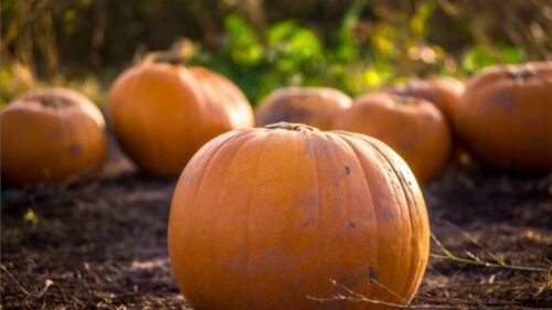Đừng vứt bỏ bí ngô Halloween, Houston muốn biến chúng thành phân bón