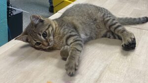 Tiệm chăm sóc thú cưng ở Auburn cần giúp đỡ sau khi nhận nuôi 14 chú mèo
