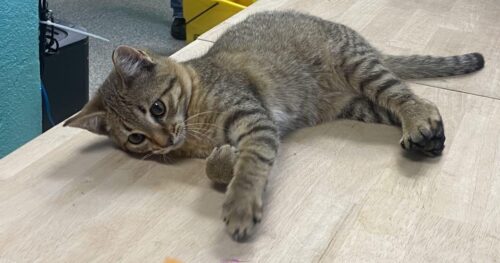 Tiệm chăm sóc thú cưng ở Auburn cần giúp đỡ sau khi nhận nuôi 14 chú mèo