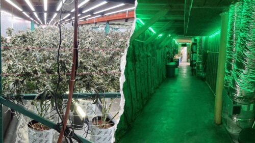 Nghi Vấn Liên Quan Trung Quốc Trong Các Trang Trại Cần Sa Trái Phép Ở California, Dân Biểu Cộng Hòa Kêu Gọi Điều Tra Từ FBI