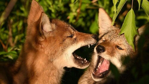 Coyotes Bắt Gặp Đánh Nhau Ngoại Ô California