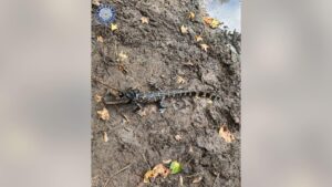 Texas Game Wardens Cites Man for Illegal Alligator Possession
