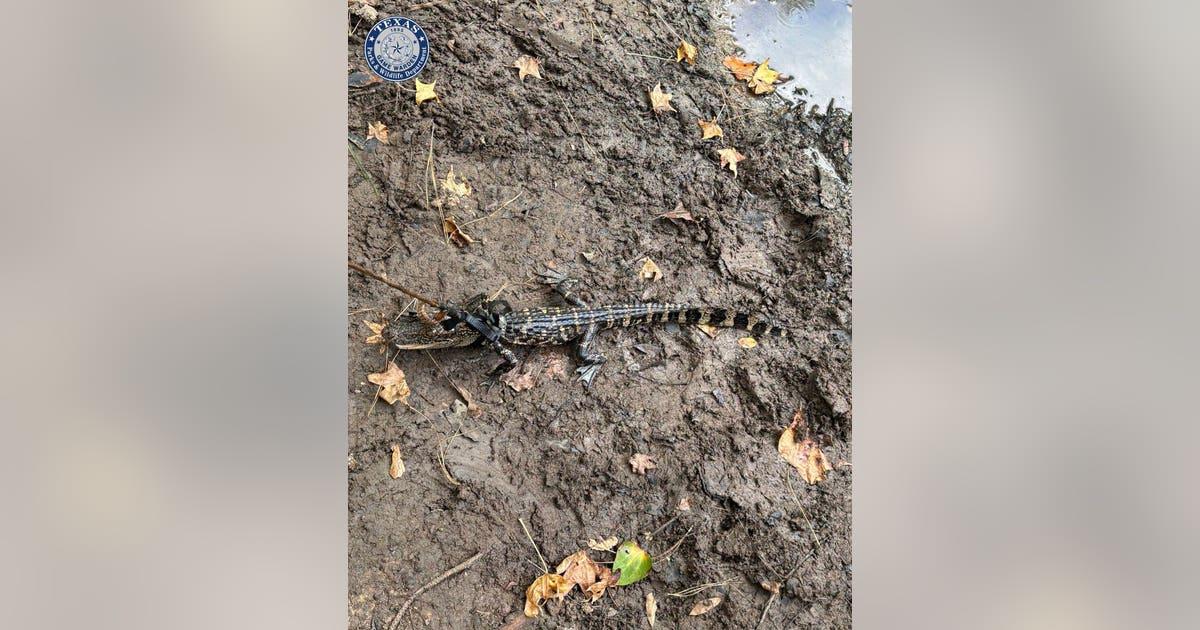 Texas Game Wardens Cites Man for Illegal Alligator Possession