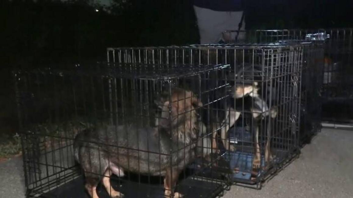 Hàng chục chó bị bỏ rơi trên đường phố Houston, kêu gọi giải cứu