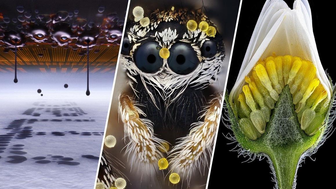 Cuộc thi Ảnh Nikon Small World Tiết lộ Thế Giới Vô Hình Quanh Ta