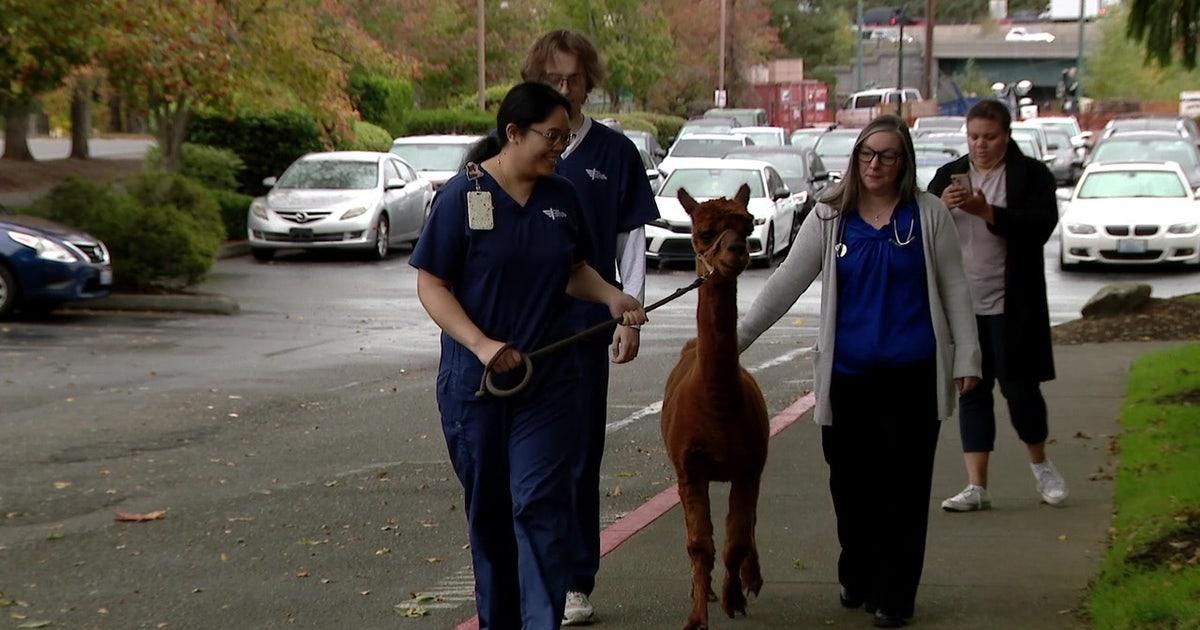 Chương trình ở Renton, WA và một con lạc đà alpaca đang đối phó với tình trạng thiếu hụt bác sĩ thú y