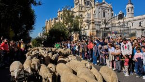 Hàng ngàn cừu và dê “chiếm phố” Madrid trong lễ hội truyền thống