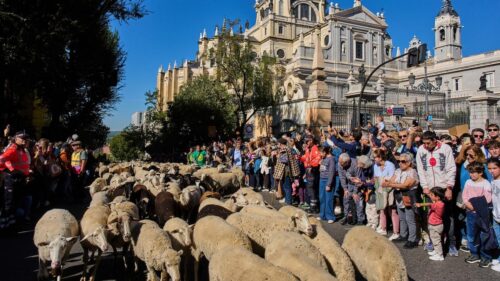 Hàng ngàn cừu và dê “chiếm phố” Madrid trong lễ hội truyền thống