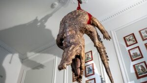 Bảo Tàng Art Zoo Tại Amsterdam: Nơi Con Người “Bị Nhốt” Cùng Động Vật Hoang Dã