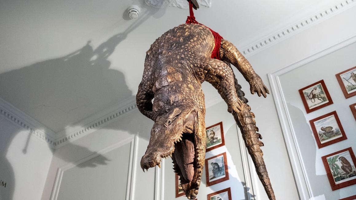 Bảo Tàng Art Zoo Tại Amsterdam: Nơi Con Người &#8220;Bị Nhốt&#8221; Cùng Động Vật Hoang Dã