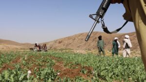 Liên Hợp Quốc báo cáo trồng cây thuốc phiện gia tăng mạnh tại Afghanistan dù Taliban cấm