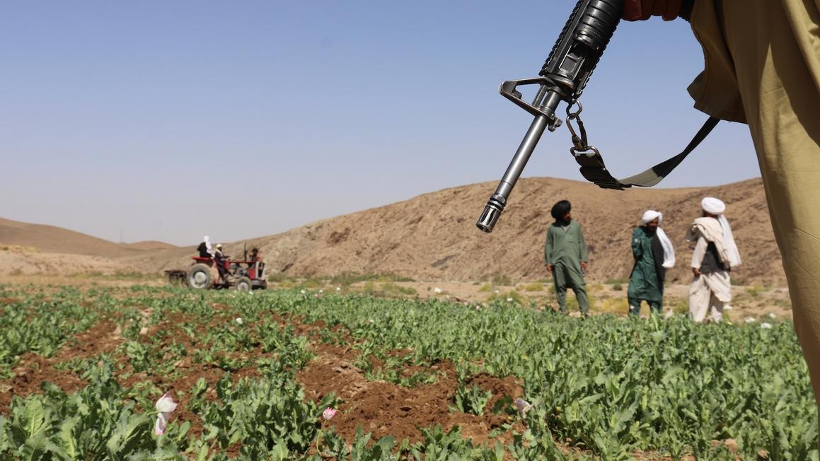 Liên Hợp Quốc báo cáo trồng cây thuốc phiện gia tăng mạnh tại Afghanistan dù Taliban cấm